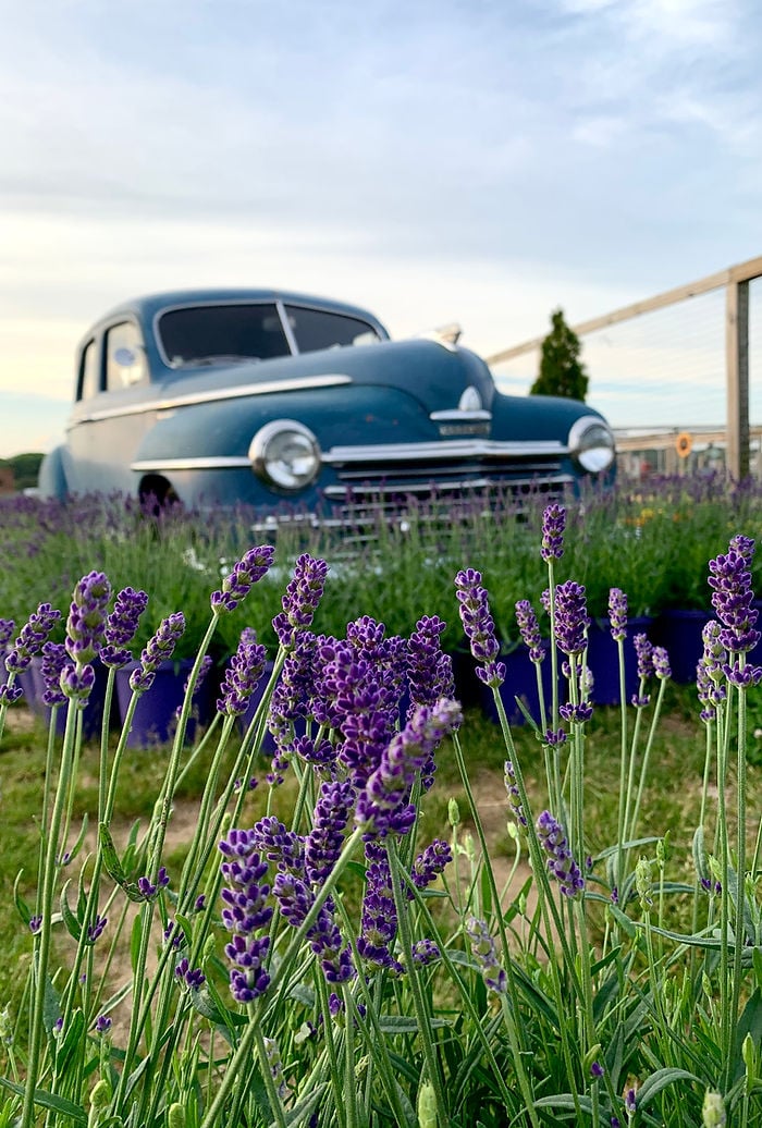 Lavender Lane 3